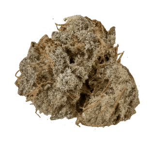 Materia 8BK 30/1 – 8 Ball Kush