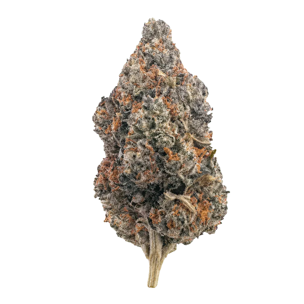 Luana 20/1 GSC Girl Scout Cookies