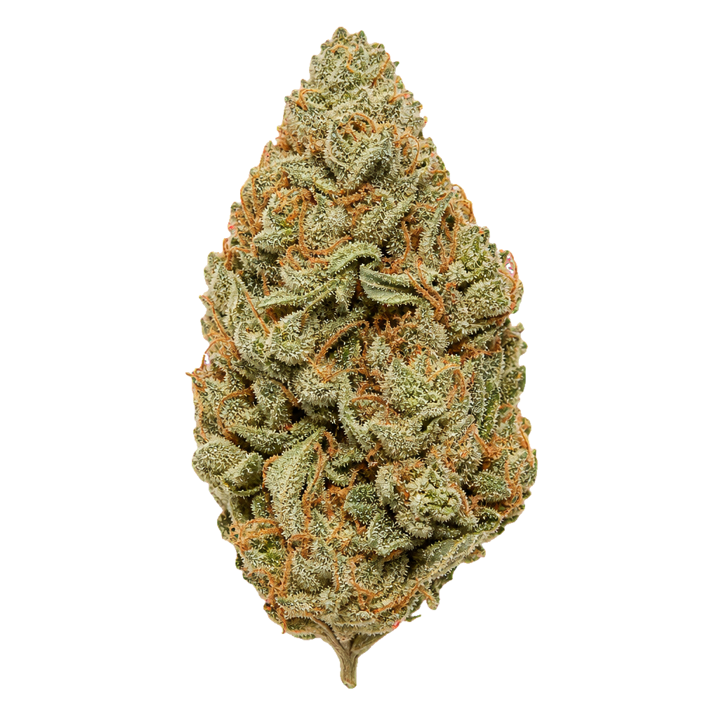 Mimosa