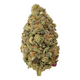ZOIKS 26/1 ALM – Alienmax