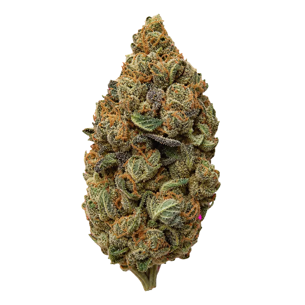 Cannabis flos 26/1 CSF Ku. Cape Venin