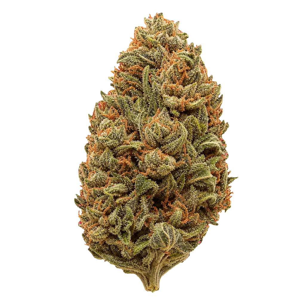 Cannabis flos 24/1 CZE Platinum Garlic