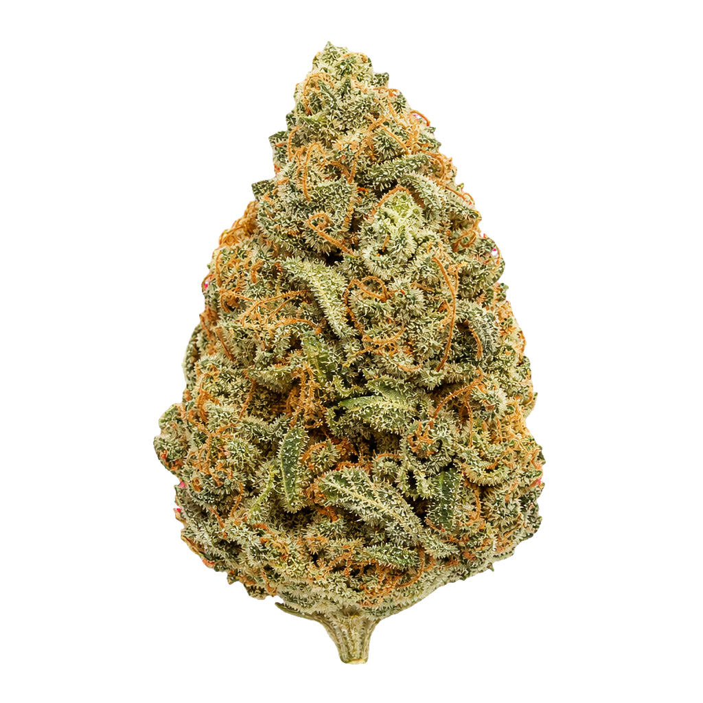 Sugar Cane