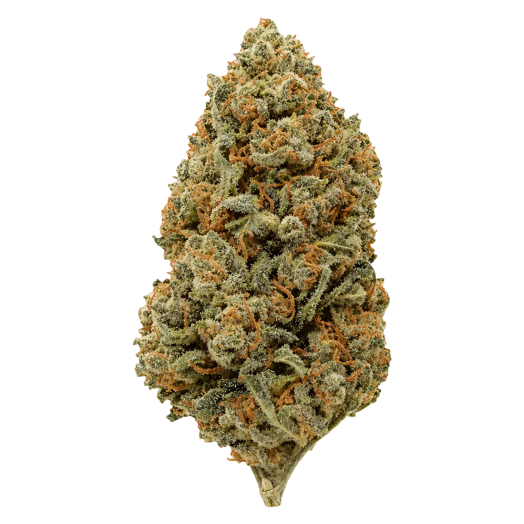 avaay Khalifa 24/1 KK Khalifa Kush