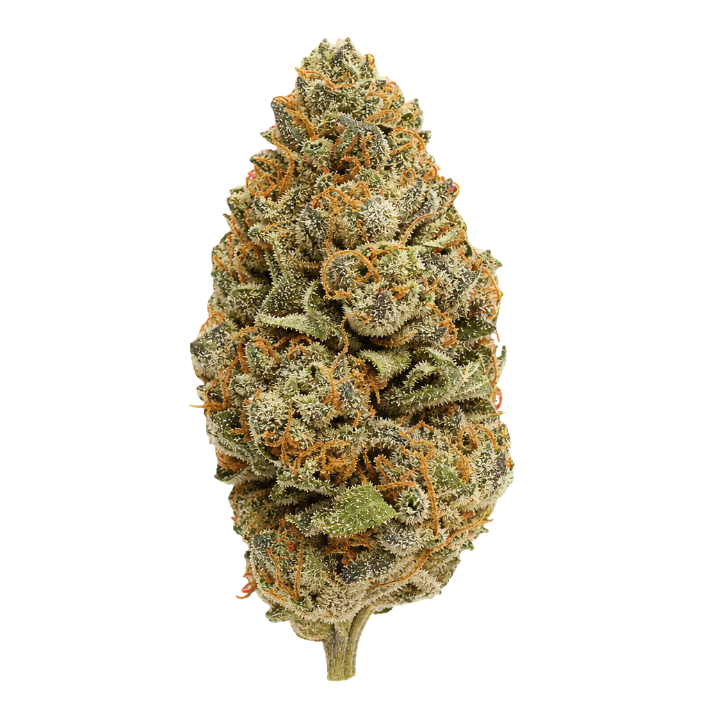 Cheddar Cheeze