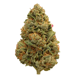 Apollo Aurora 30/1 – Cream Cake 22