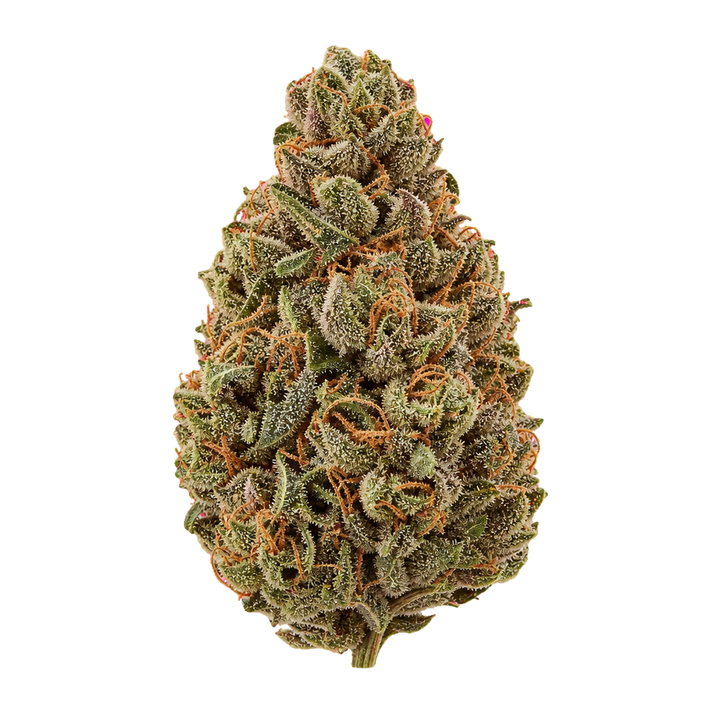 Lavender x Power Plant