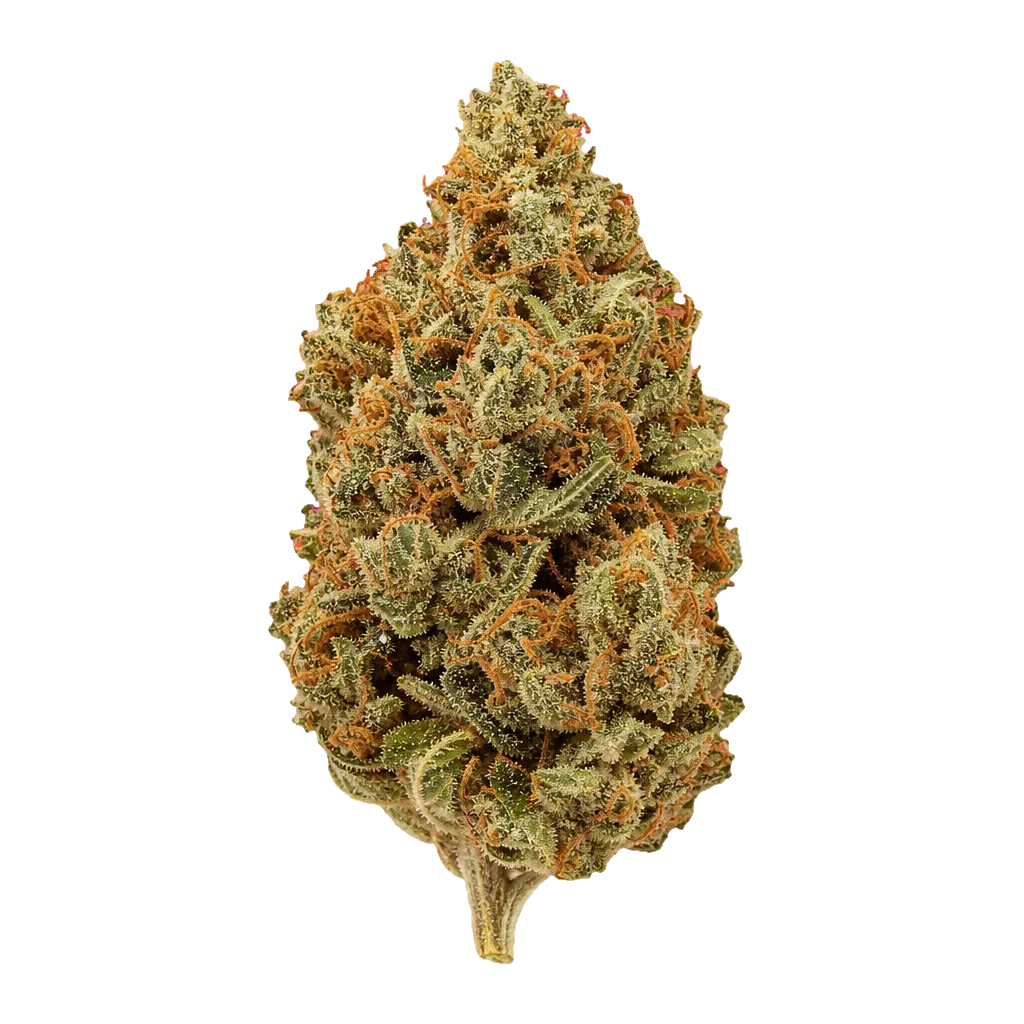 ZOIKS 22/1 ALM Alienmax