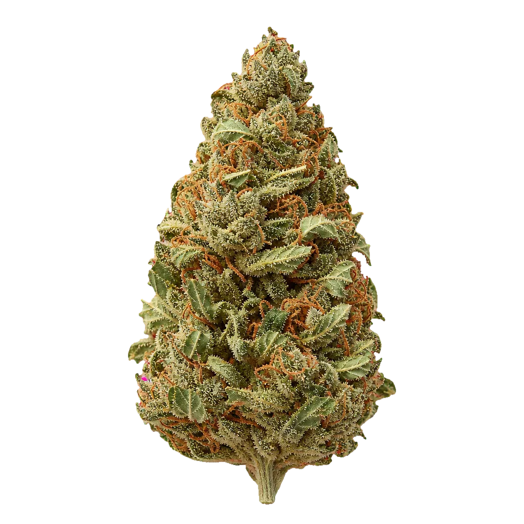 Cannabis flos 16/1 LS Ku. Galaxy Glaze