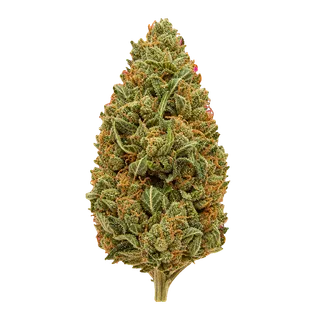 Medical Saints 24/1 HUB "Huckleberry"
