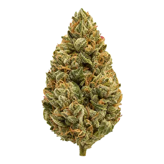 enua 27/1 DGB CA "Durban Gorilla"