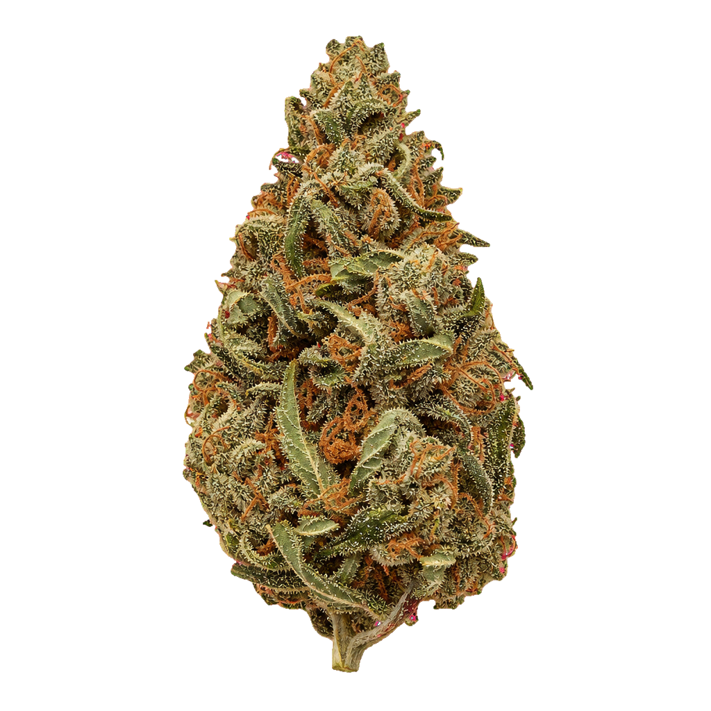 Gelato 41