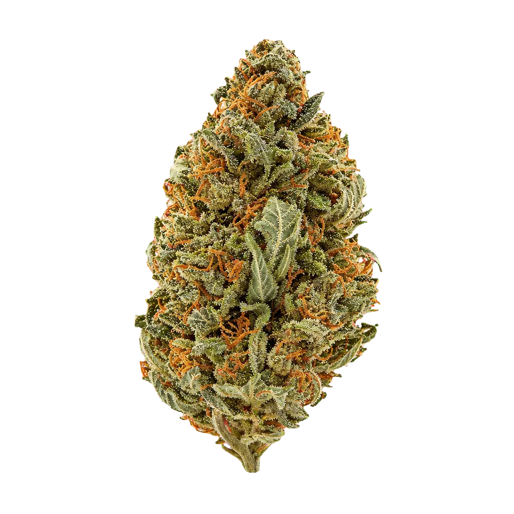 Zoiks 22/1 SLD Sun Lemon Diesel