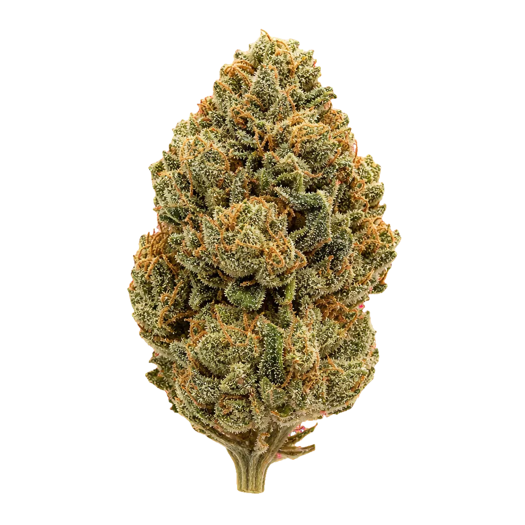 AMP Trichome Acai THC24 Acai Jelly