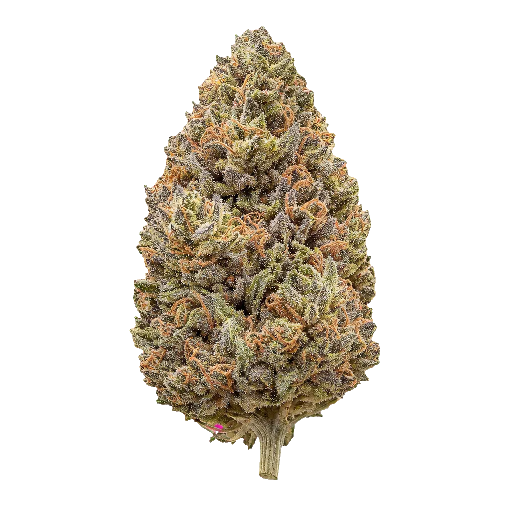avaay 22/1 SB Sunset Berries