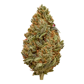 Canify 26/1 CSF Ku. – Carnez Citric