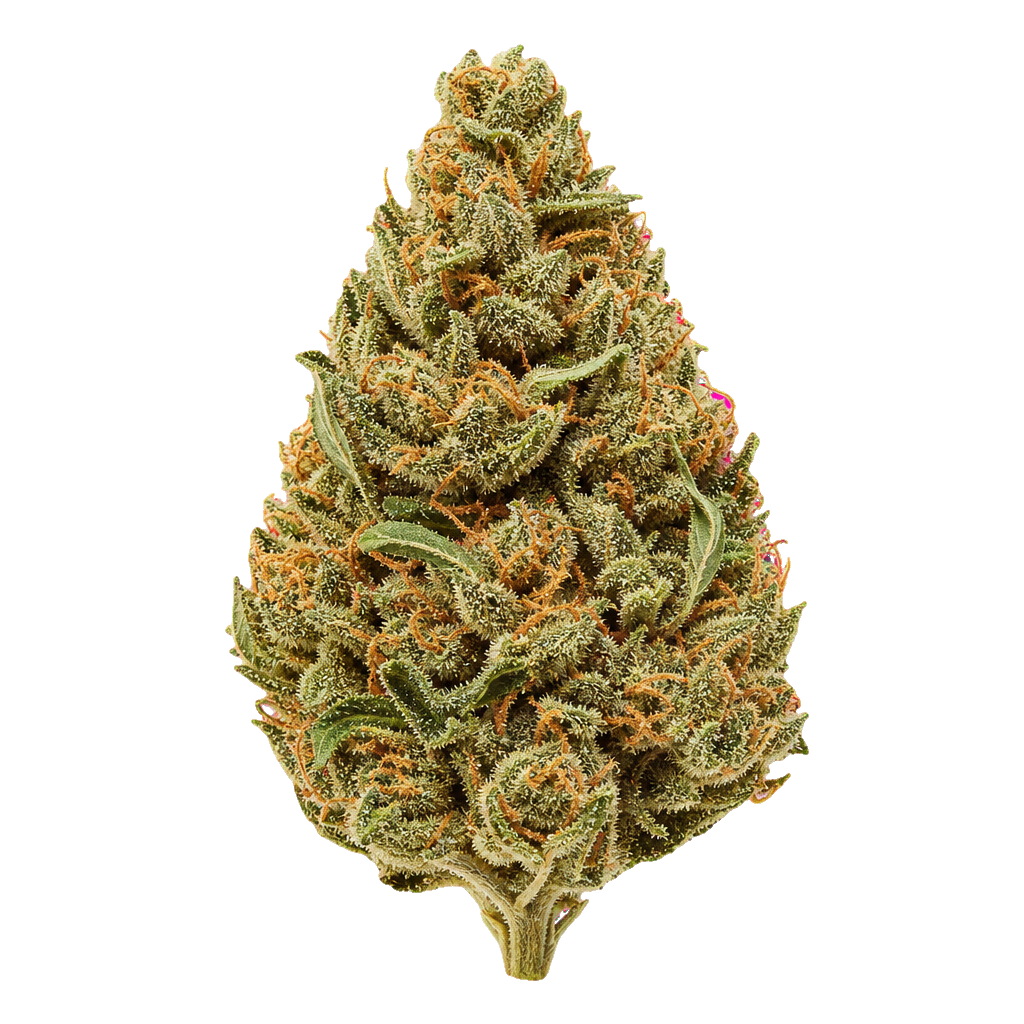 White Widow Haze
