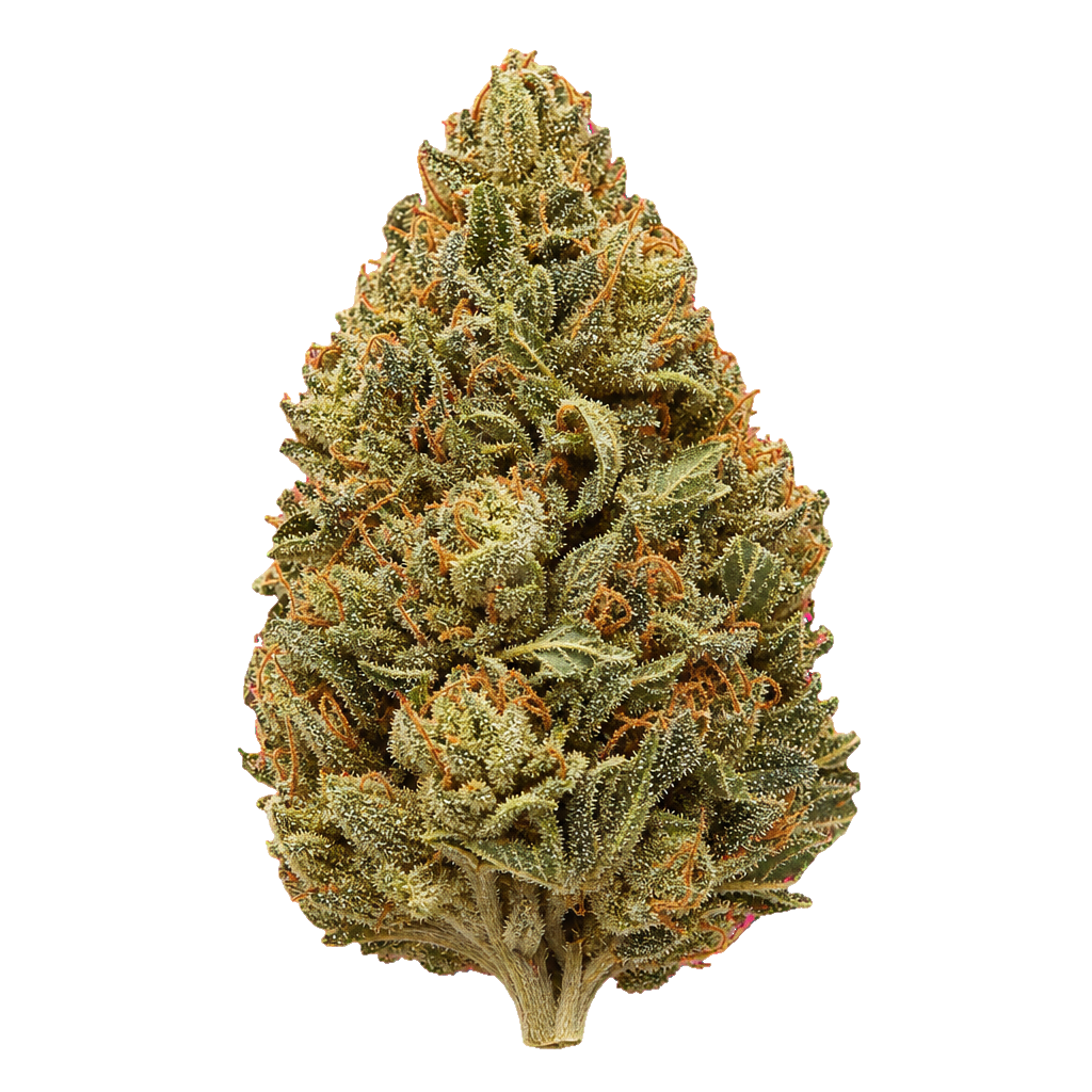 Rainbow Sherbert #11
