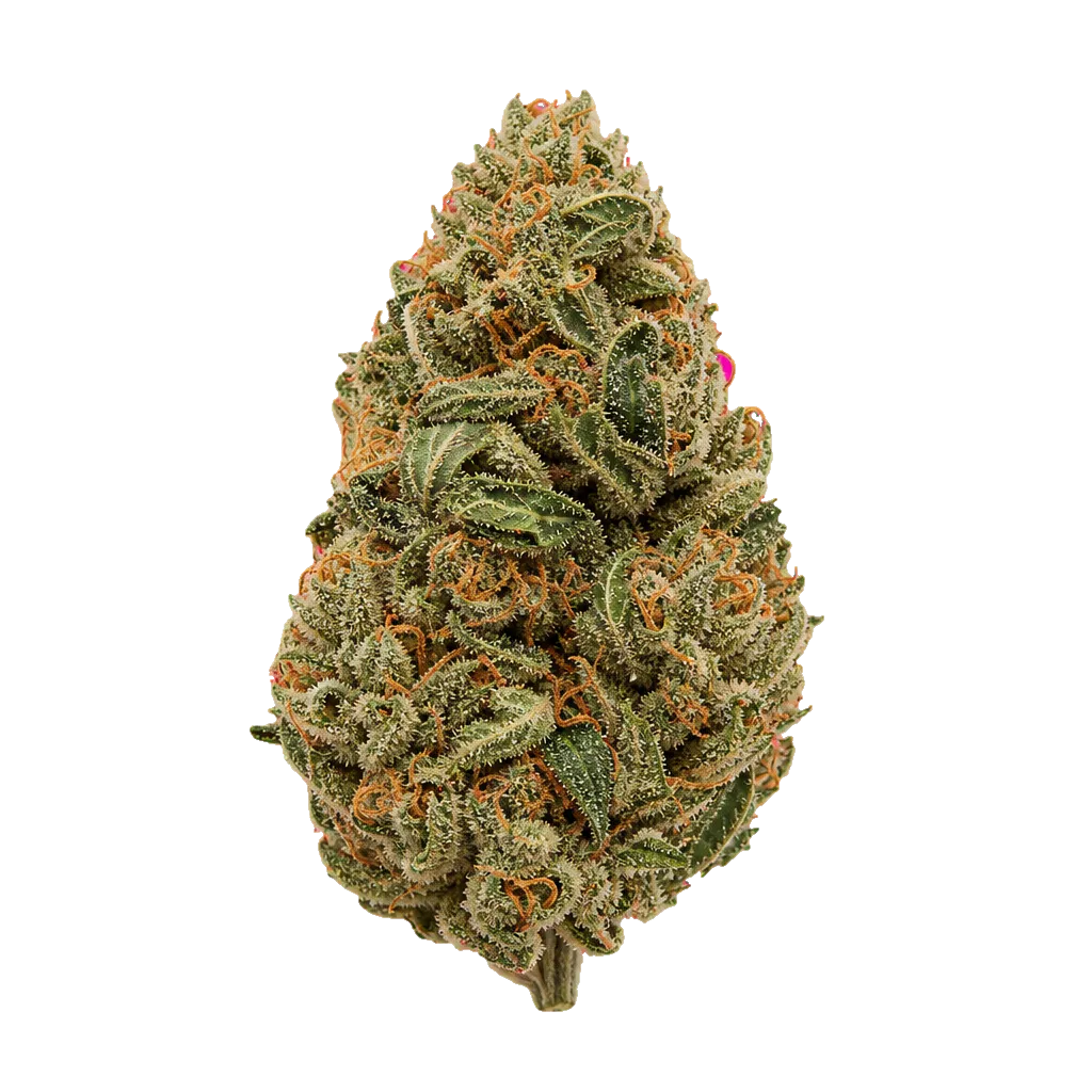 AMP KHI PUP THC25 Purple Planet